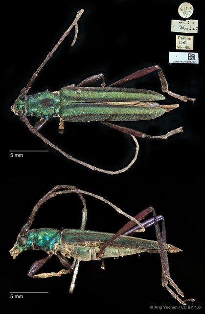 Chloridolum thomsoni
