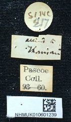 Chloridolum thomsoni • All Rights Reserved Museum Label