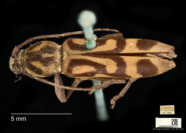 Chlorophorus annularis • © Ang Yuchen • CC BY 4.0