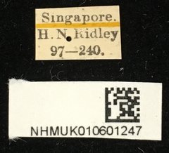 Chlorophorus annularis • All Rights Reserved Museum Label