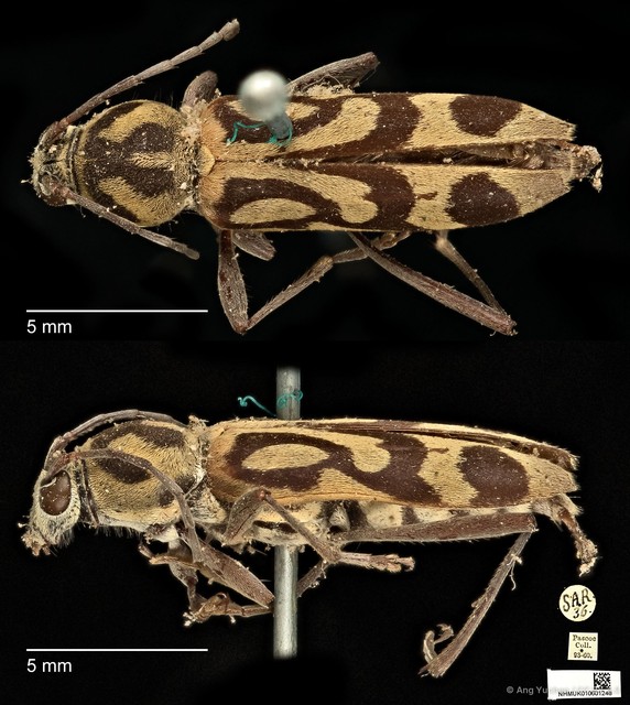 Chlorophorus annularis