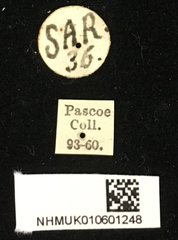 Chlorophorus annularis • All Rights Reserved Museum Label