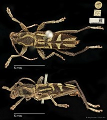 Chlorophorus decoratus • © Ang Yuchen • CC BY 4.0