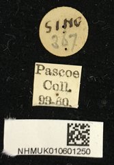 Chlorophorus decoratus • All Rights Reserved Museum Label
