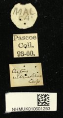 Chlorophorus rubricollis • All Rights Reserved Museum Label