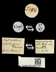 Chlorophorus seclusus • All Rights Reserved Museum Label