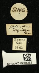 Chlorophorus seclusus • All Rights Reserved Museum Label