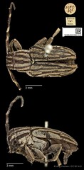 Choeromorpha albofasciata • © Ang Yuchen • CC BY 4.0