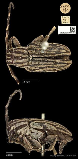 Choeromorpha albofasciata • © Ang Yuchen • CC BY 4.0