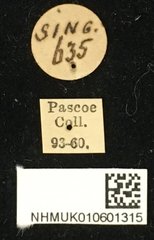 Choeromorpha albofasciata • All Rights Reserved Museum Label