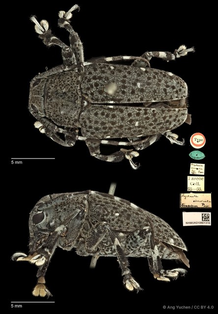 Choeromorpha irrorata • © Ang Yuchen • CC BY 4.0