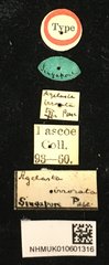 Choeromorpha irrorata • All Rights Reserved Museum Label