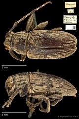 Choeromorpha pigra • © Ang Yuchen • CC BY 4.0