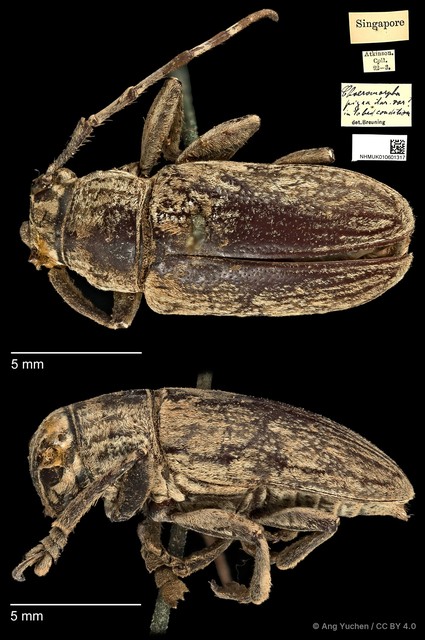Choeromorpha pigra • © Ang Yuchen • CC BY 4.0