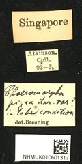 Choeromorpha pigra • All Rights Reserved Museum Label