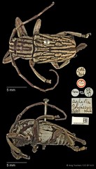 Choeromorpha polynesus • © Ang Yuchen • CC BY 4.0