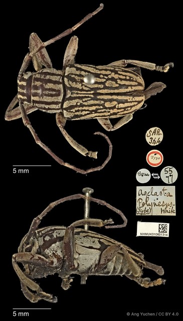 Choeromorpha polynesus • © Ang Yuchen • CC BY 4.0