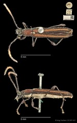 Cleomenes dihammaphoroides • © Ang Yuchen • CC BY 4.0