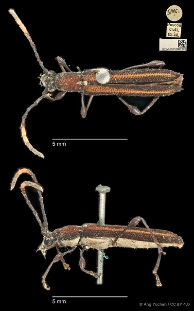 Cleomenes dihammaphoroides • © Ang Yuchen • CC BY 4.0