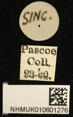 Cleomenes dihammaphoroides • All Rights Reserved Museum Label