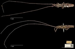 Cleptometopus filiferus • © Ang Yuchen • CC BY 4.0