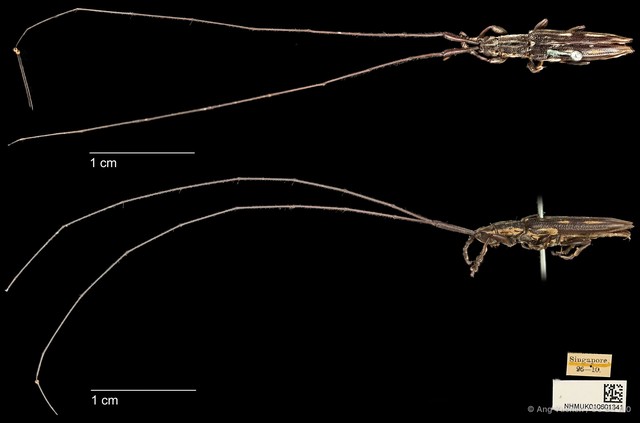 Cleptometopus filiferus • © Ang Yuchen • CC BY 4.0