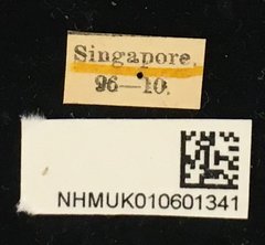 Cleptometopus filiferus • All Rights Reserved Museum Label