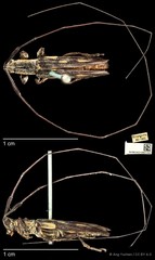 Cleptometopus filiferus • © Ang Yuchen • CC BY 4.0