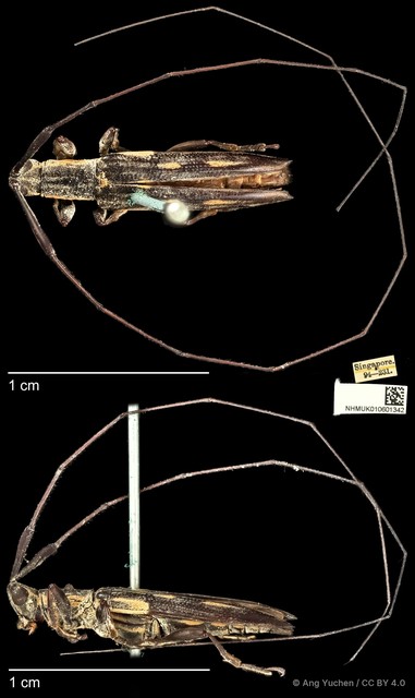 Cleptometopus filiferus