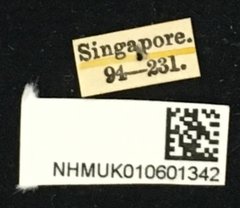 Cleptometopus filiferus • All Rights Reserved Museum Label