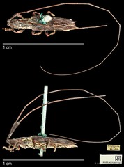 Cleptometopus terrestris Thomson, 1864