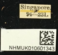 Cleptometopus terrestris • All Rights Reserved Museum Label