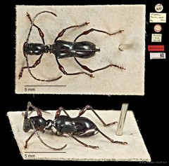 Clytellus westwoodii • © Ang Yuchen • CC BY 4.0