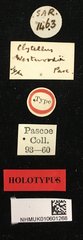Clytellus westwoodii • All Rights Reserved Museum Label