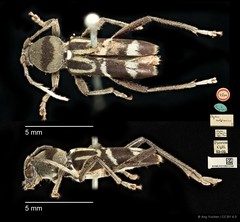 Clytus solitarius Pascoe, 1869