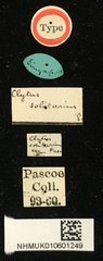 Clytus solitarius • All Rights Reserved Museum Label