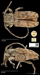 Clyzomedus annularis Pascoe, 1866