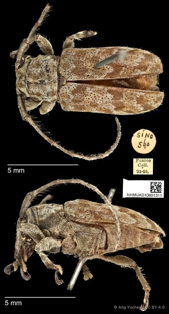 Clyzomedus annularis • © Ang Yuchen • CC BY 4.0