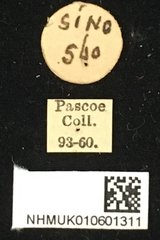 Clyzomedus annularis • All Rights Reserved Museum Label