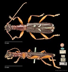 Collyrodes lacordairei Pascoe, 1859