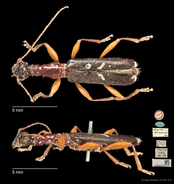 Collyrodes lacordairei • © Ang Yuchen • CC BY 4.0
