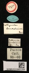 Collyrodes lacordairei • All Rights Reserved Museum Label