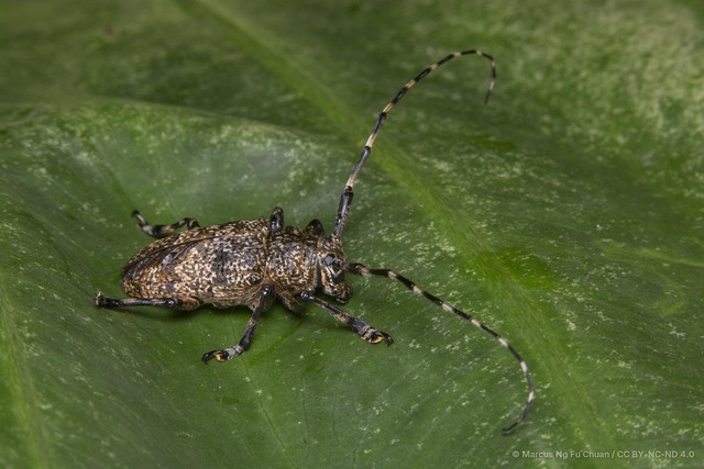 Coptops (Coptops) leucostictica • © Marcus Ng Fu Chuan • CC BY-NC-ND 4.0