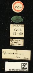 Cylindrepomus laetus • All Rights Reserved Museum Label