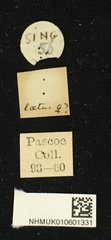 Cylindrepomus laetus • All Rights Reserved Museum Label