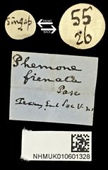 Demodes frenata • All Rights Reserved Museum Label