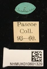 Demodes frenata • All Rights Reserved Museum Label