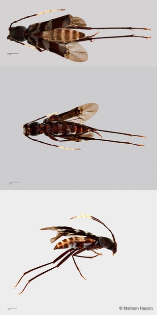 Demonax sp. "ZRCBDP0055825" • © Maimon Hussin • All Rights Reserved