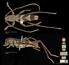Demonax cumulosus • © Ang Yuchen • CC BY 4.0