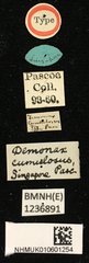 Demonax cumulosus • All Rights Reserved Museum Label